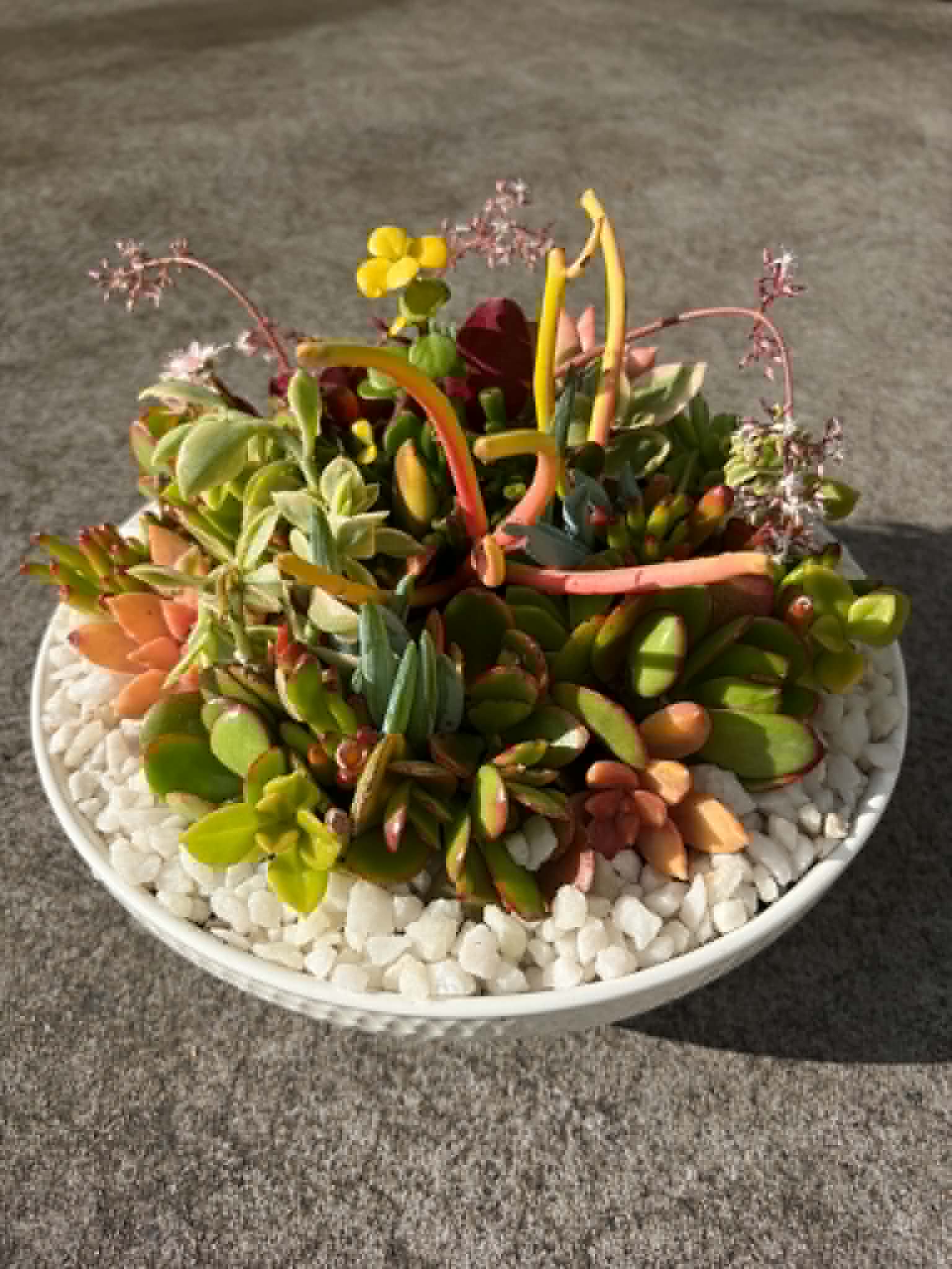 Succulent Arrangement